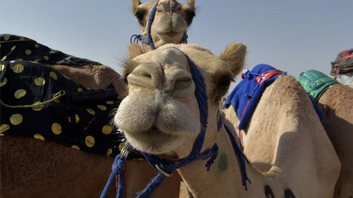 Suudi Arabistan’da deve yarışmasında 40 deveye botoks yapıldığı ortaya çıktı